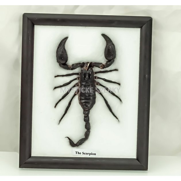 Nástěnná dekorace, preparovaný Škorpión