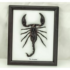 Nástěnná dekorace, preparovaný Škorpión